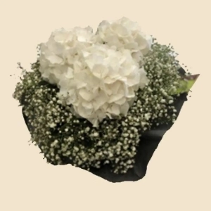 BOUQUET ROND BLANC