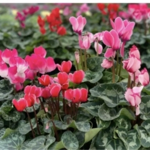 COUPE DE PLANTES FLEURIES CYCLAMENS