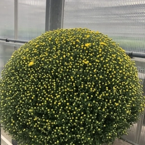 COUPE DE PLANTES FLEURIES CHRYSANTHEMES POMPONETTES