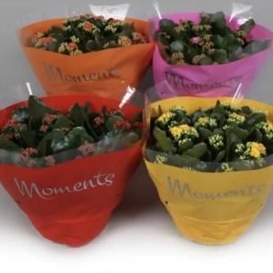 COUPE DE PLANTES FLEURIES KALANCHOE