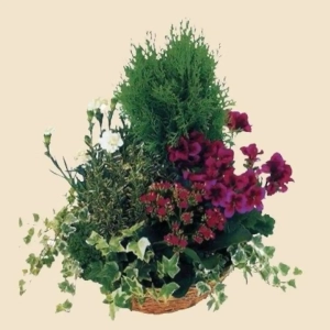 COUPE DE PLANTES FLEURIES C
