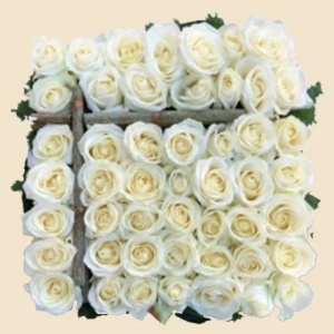 COUSSIN CARRE ROSES BLANCHES